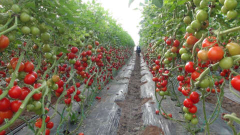Mersin'de örtü altı domates hasadı başladı