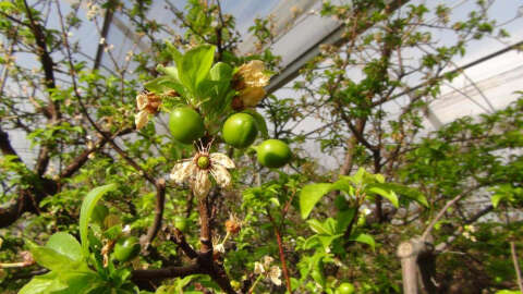 Mersin’de erik bahçeleri meyve vermeye başladı, fiyatı merak ediliyor !