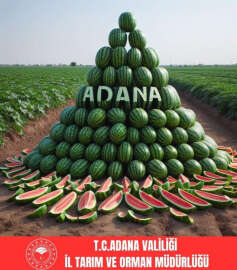 Adana karpuz üretiminde Türkiye birincisi oldu