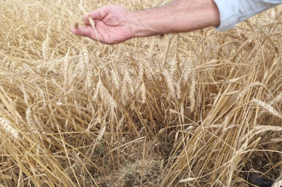 Hatay'da kuvvetli yağış hasat olgunluğuna gelen buğdaya zarar verdi